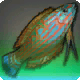 Vidyutvat Wrasse