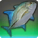 Stingfin Trevally
