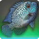 Hwittayoanaan Cichlid