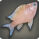 Pinkmoon Cichlid