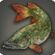 Speckled Pike