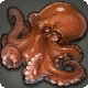 Koromo Octopus
