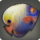 Angelfish