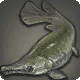Alligator Garfish