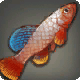 Grip Killifish