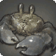 Grymm Crab