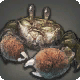 Mitten Crab