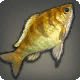 Golden Cichlid